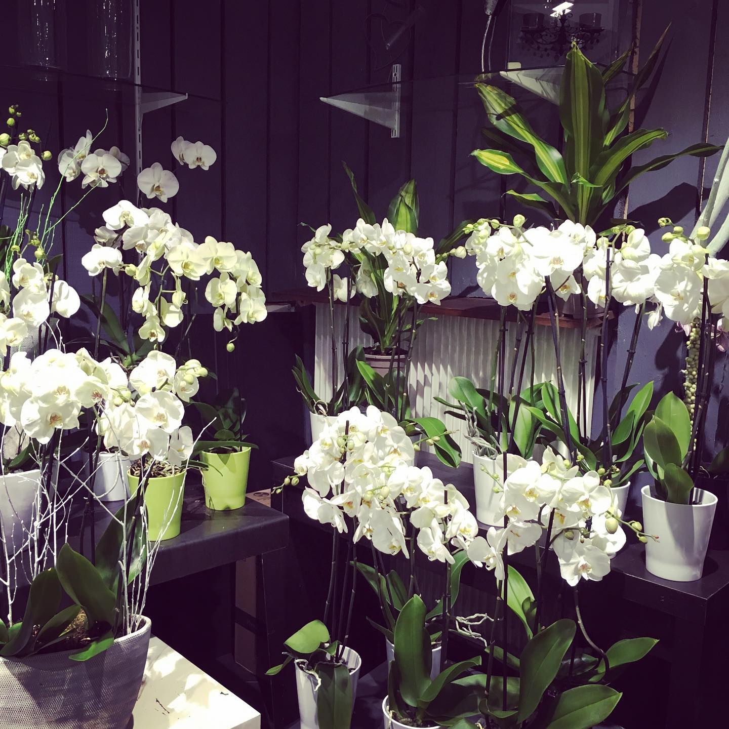 Offres entreprises (2) Prestations florales pour entreprise Nancy
